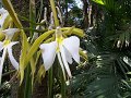 Orchidee im suptrop.Bergwald, 17.04.03